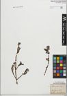 Foto von Salix glabra Scop.